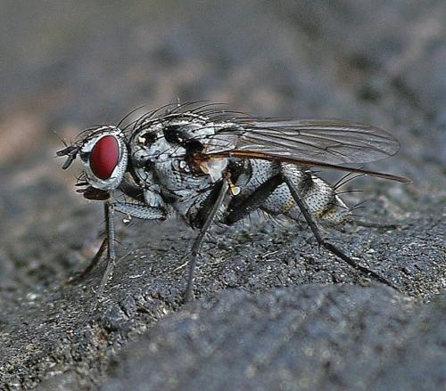 Réf. 352 352 : Eustalomyia sp.